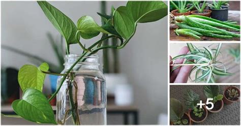 9 Best Indoor Plants That You Can Propagate So Easily