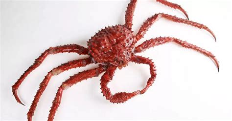 6ft giant red king crabs from Russia found in UK waters - Plymouth Live