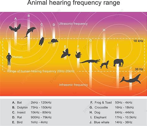 Hearing Range Describes The Range Of Frequencies Tuna Cat Bird Vector, Tuna, Cat, Bird PNG and ...