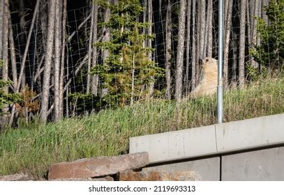 Rare White Grizzly Bear Wild Stock Photo 2119693313 | Shutterstock