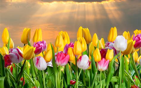 21+ Wallpaper Flower Tulip - Galeri Bunga HD