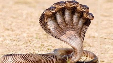 5 Most Dangerous Snake in the World - YouTube