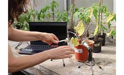 Researchers discover stress-related noises coming from plants under stress