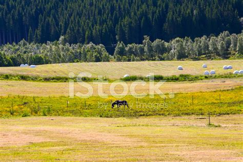 Rural Lanscape With Horse, Norway, Fjord Region Stock Photo | Royalty-Free | FreeImages