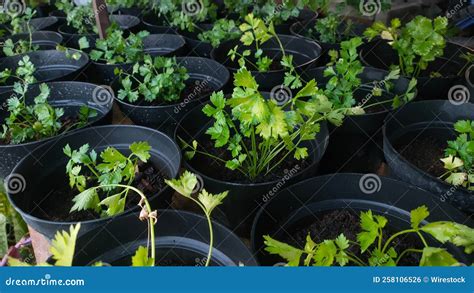 Closeup of Coriander Growing in Pots. Stock Photo - Image of natural ...