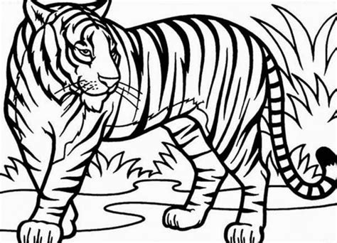 White Bengal Tiger Drawing at GetDrawings | Free download