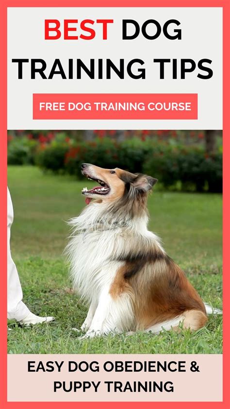 Best dog training tips how to train your dog easy effective training ...