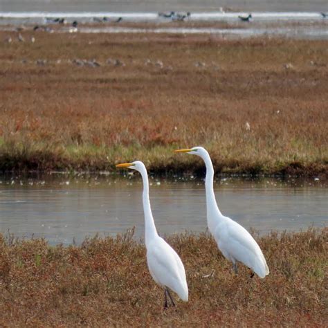 Great White Heron Vs Great Egret