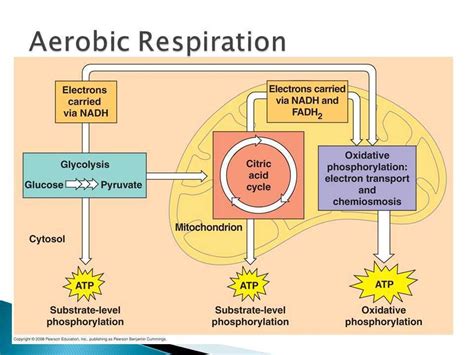 Aerobic Respiration