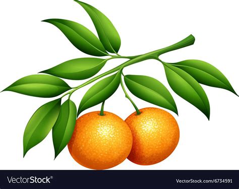 Oranges with stem and leaves Royalty Free Vector Image | Fruta ...