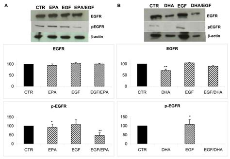 EGFR expression and EGF stimulation (p-EGFR) in MDA-MB-231 breast ...