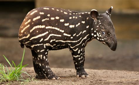 A young tapir, called a calf, is born after a gestation of about 13 ...