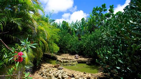 Barbados Wildlife Reserve in Speightstown, | Expedia