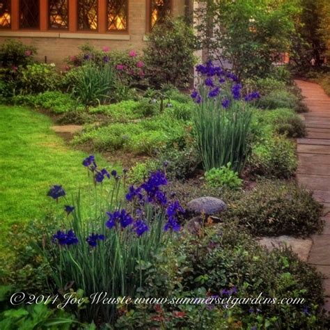 Siberian Iris in Bloom - Traditional - Landscape - newark - by Summerset Gardens/Joe Weuste