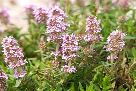 Thyme: description, flowering & origin - Plantura