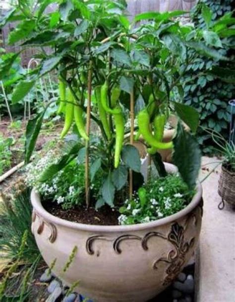 Green Chilli Plant In Pot