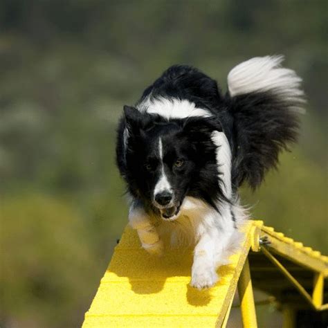 Agility Dogwalk - Training Tips and DIY Ideas - Let's Start Playing!