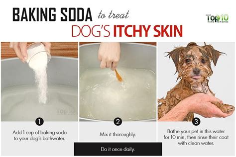 Home Remedies to Deal with Itchy Skin in Dogs | Top 10 Home Remedies | Itchy dog remedies, Dog ...