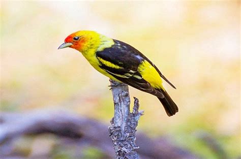 4 Vibrant Tanager Species to Know - Birds and Blooms