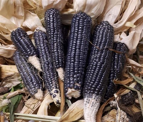 Hopi Blue Corn – Sunshine Farm Store