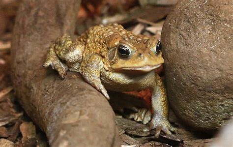 American Toad: A Hidden Gem of North American Wildlife