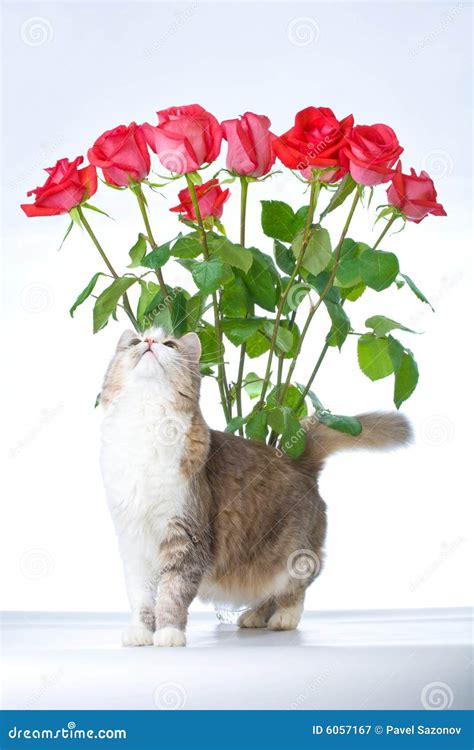 Cat and roses stock image. Image of eyes, green, face - 6057167