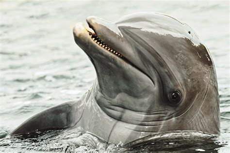 Dolphin Smile Photograph by Felipe Correa | Fine Art America