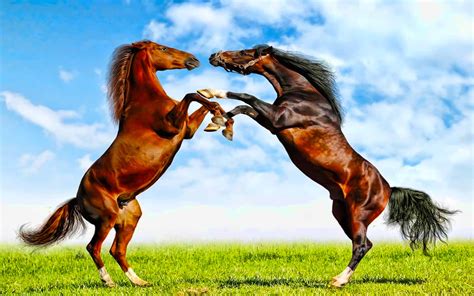 Horse wallpaper - Fight Of Horses Wallpapers - HD Wallpapers 95836