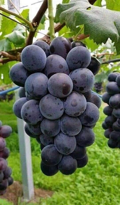 Black grapes grafted seedless live plant - Bonsai Plants Nursery