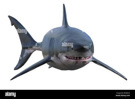 Great White Shark isolated on white, 3d render Stock Photo - Alamy