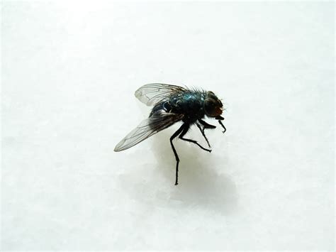 Blue Fly Free Photo Download | FreeImages