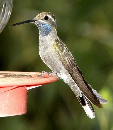 Hummingbird species, with common names, sizes, scientific names and photos