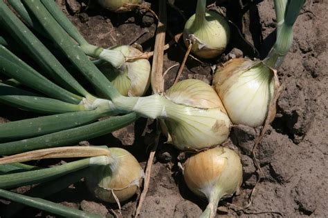 How do you grow Walla Walla onions? - Garden Super Power