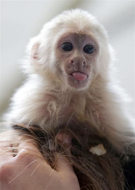 17 Best images about Capuchin monkeys on Pinterest | Mothers, Melbourne ...