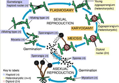 Zygomycota_Life Cycle