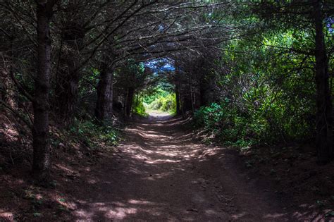 Point Reyes Hiking: Alamere Falls, Palomarin and Beyond