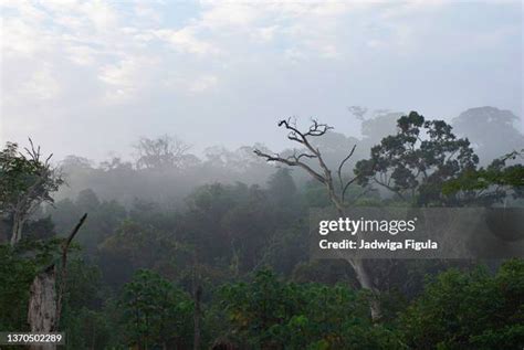 1,135 Liberia Rainforest Stock Photos, High-Res Pictures, and Images ...