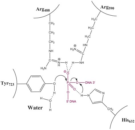 DNA Topoisomerases, Type I; DNA Nicking-Closing Protein; DNA Relaxing Enzyme; DNA Relaxing ...