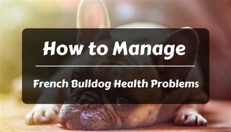 How to Manage French Bulldog Health Problems