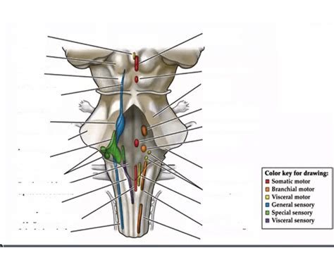 CN nuclei Quiz