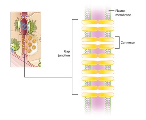 Cell Adhesion, Cell Communication | Learn Science at Scitable