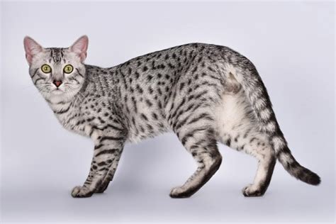 Egyptian Mau Cat Breed: Info, Pictures, Care, Traits & Facts | Hepper