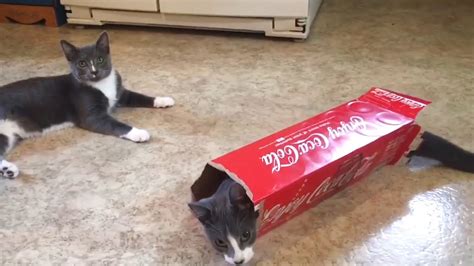 Funny cats playing with box - YouTube