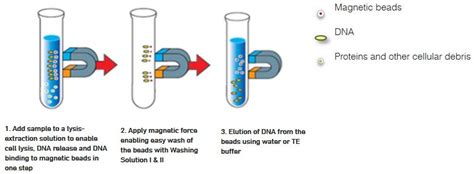 PostImpressionismus Gedenk Geheim magnetic bead dna extraction ...