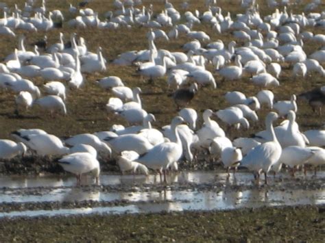 Hagerman National Wildlife Refuge - North Texas RamblingsNorth Texas ...