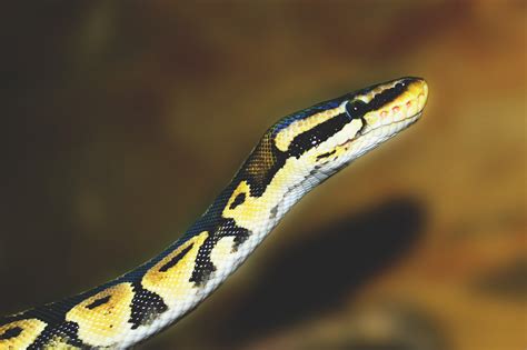 Python Snake Royalty-Free Stock Photo