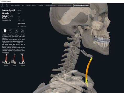 Muscles: Sternohyoid. – Anatomy & Physiology