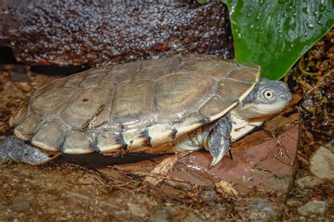 Do African Turtles Need Water?