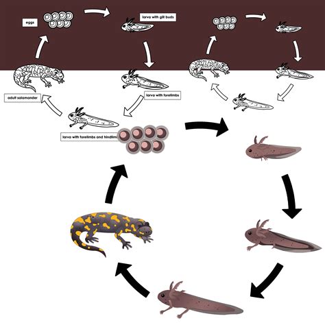 Salamander Life Cycle Clipart | Amphibians Clip Art | Made By Teachers