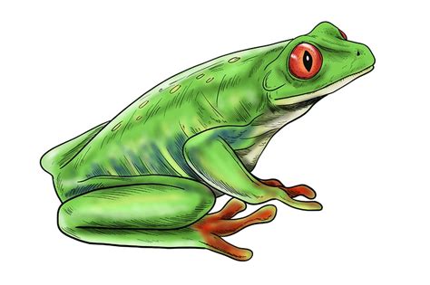 Realistic Frog Drawing